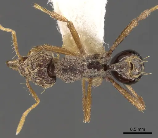 Strumigenys rhea specimen