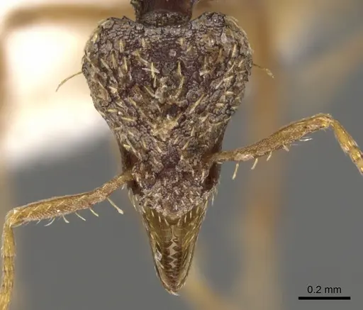 Strumigenys rhea specimen