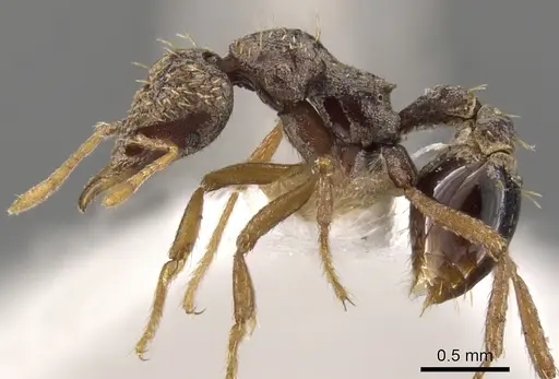 Strumigenys rhea specimen