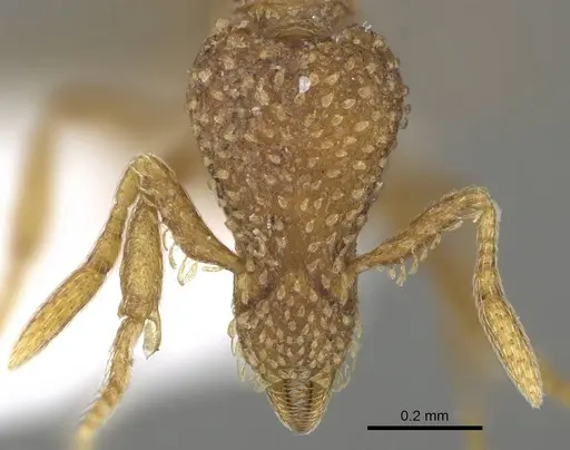 Strumigenys robertsoni specimen