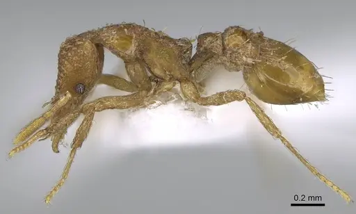 Strumigenys robertsoni specimen