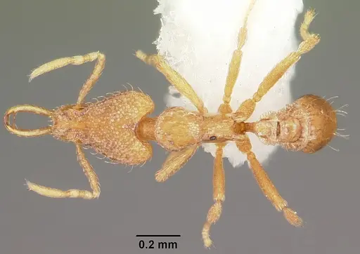 Strumigenys rofocala specimen