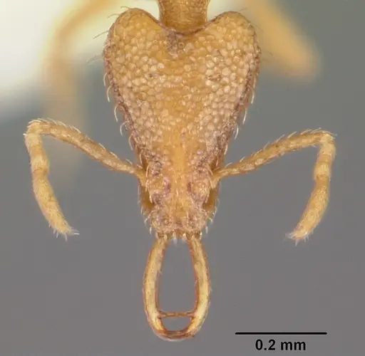 Strumigenys rofocala specimen