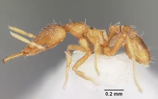 Strumigenys rofocala specimen