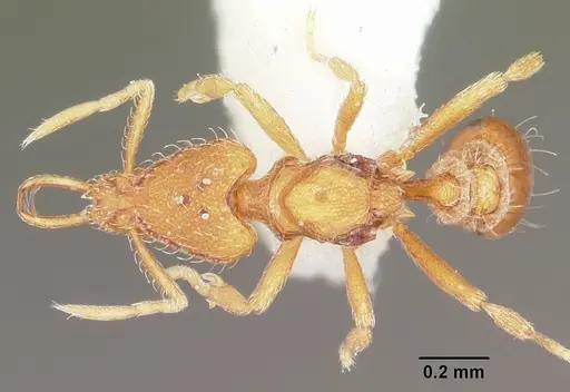 Strumigenys rofocala - CASENT0104944