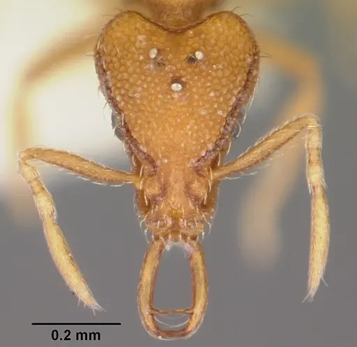 Strumigenys rofocala - CASENT0104944