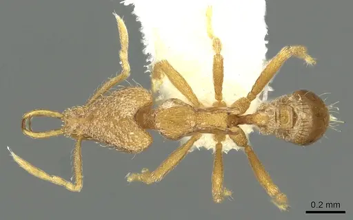 Strumigenys rofocala - CASENT0900828