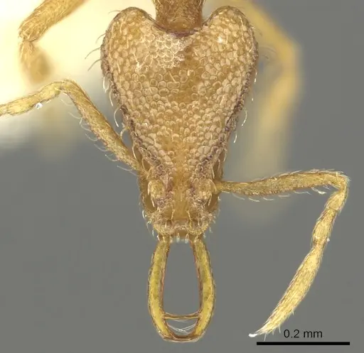 Strumigenys rofocala - CASENT0900828