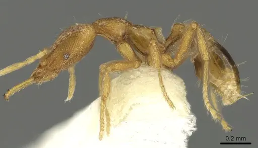 Strumigenys rofocala - CASENT0900828