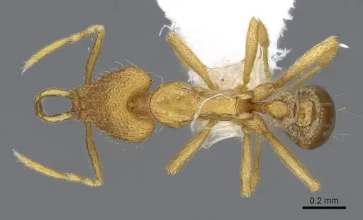 Strumigenys rofocala - CASENT0914864