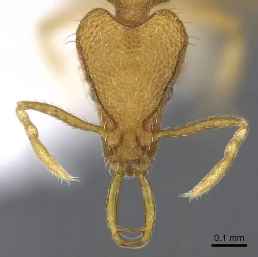 Strumigenys rofocala - CASENT0914864