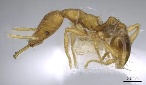 Strumigenys rofocala - CASENT0914864