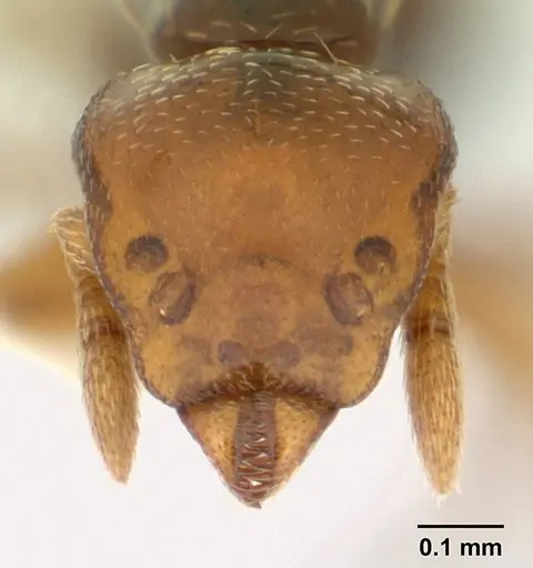 Strumigenys rogata specimen