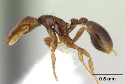 Strumigenys rogata specimen