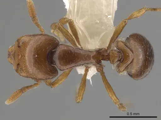 Strumigenys rogata - CASENT0640907