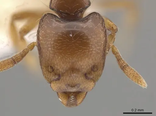 Strumigenys rogata - CASENT0640907