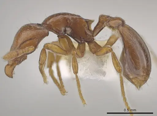 Strumigenys rogata - CASENT0640907