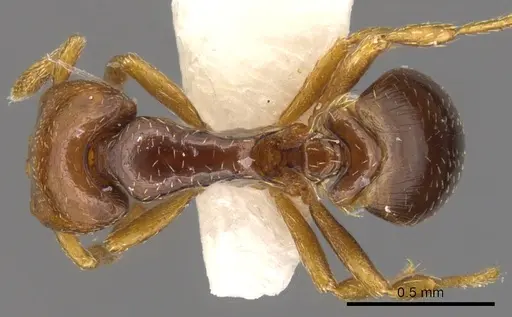 Strumigenys rogata - CASENT0900210