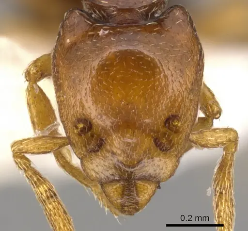 Strumigenys rogata - CASENT0900210