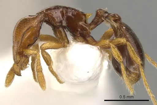 Strumigenys rogata - CASENT0900210