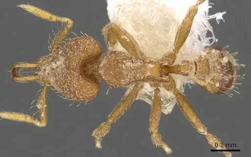 Strumigenys rogata - CASENT0900885