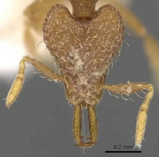 Strumigenys rogata - CASENT0900885