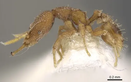 Strumigenys rogata - CASENT0900885