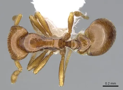 Strumigenys rogata - CASENT0914610