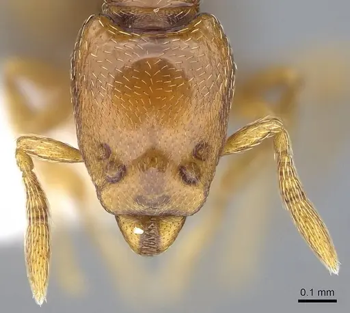 Strumigenys rogata - CASENT0914610