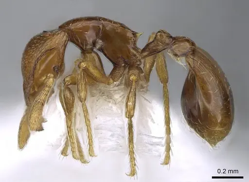 Strumigenys rogata - CASENT0914610