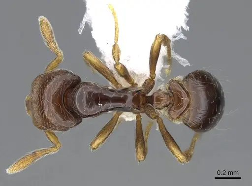 Strumigenys rogata - CASENT0914611