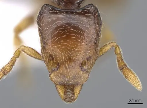 Strumigenys rogata - CASENT0914611