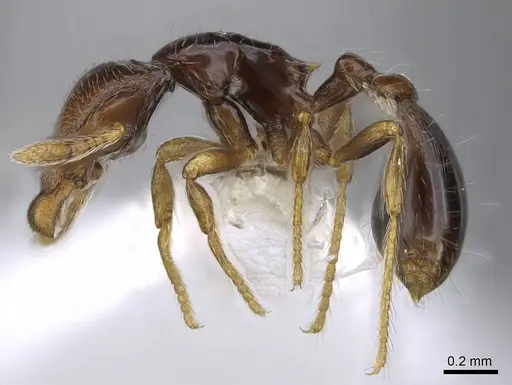 Strumigenys rogata - CASENT0914611