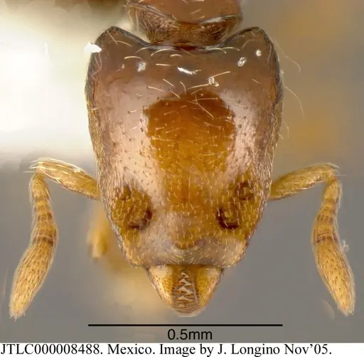 Strumigenys rogata - JTLC000008488