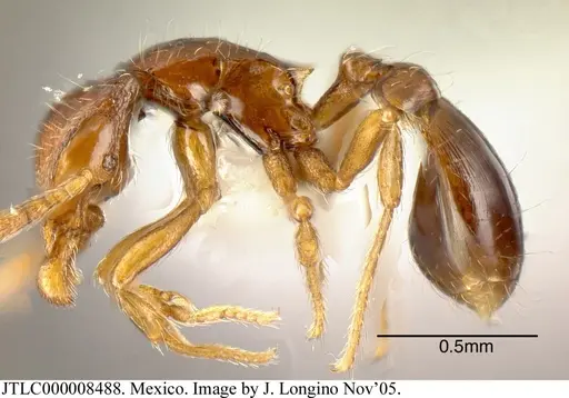 Strumigenys rogata - JTLC000008488