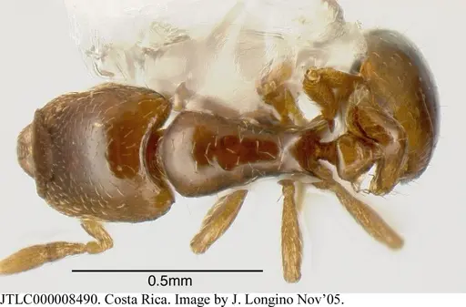 Strumigenys rogata - JTLC000008490