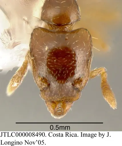 Strumigenys rogata - JTLC000008490