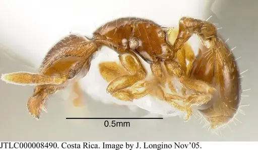 Strumigenys rogata - JTLC000008490