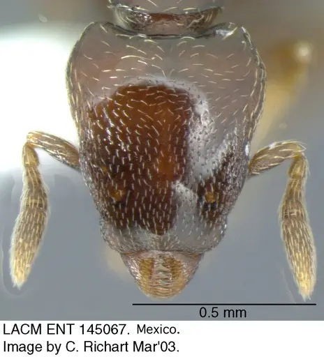 Strumigenys rogata - LACMENT145067