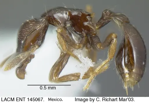 Strumigenys rogata - LACMENT145067