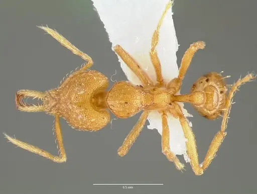 Strumigenys rogeri specimen