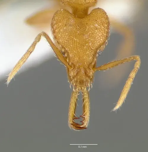 Strumigenys rogeri specimen