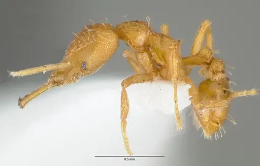 Strumigenys rogeri specimen