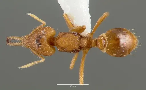 Strumigenys rogeri - CASENT0006035