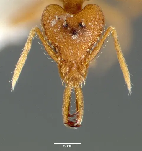 Strumigenys rogeri - CASENT0006035