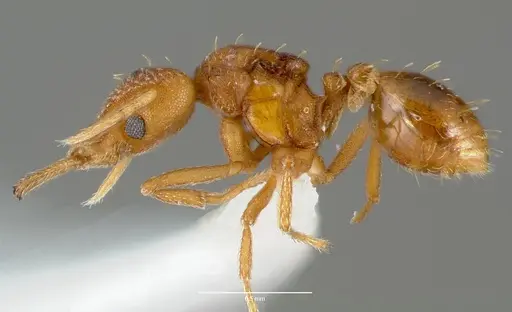 Strumigenys rogeri - CASENT0006035