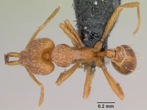 Strumigenys rogeri - CASENT0060341