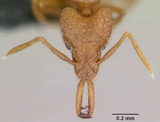 Strumigenys rogeri - CASENT0060341