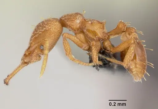 Strumigenys rogeri - CASENT0060341