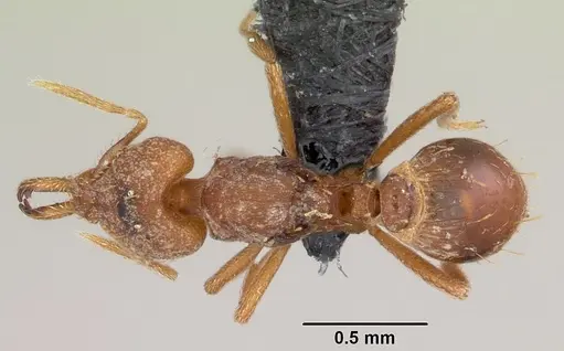 Strumigenys rogeri - CASENT0060425